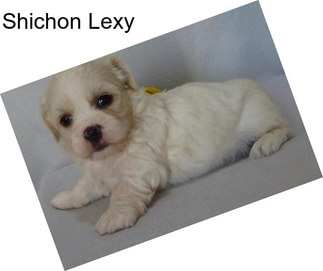 Shichon Lexy