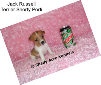 Jack Russell Terrier Shorty Porti