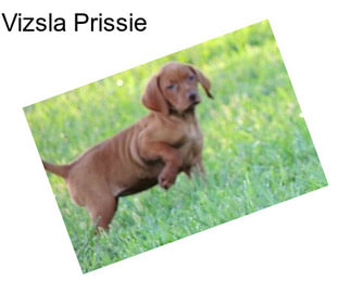 Vizsla Prissie