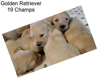 Golden Retriever 19 Champs