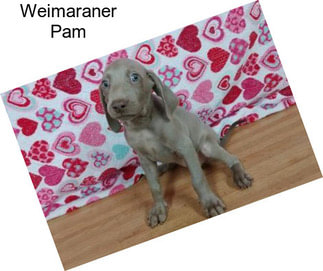 Weimaraner Pam