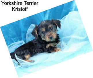 Yorkshire Terrier Kristoff