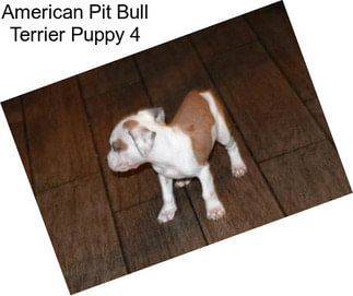 American Pit Bull Terrier Puppy 4