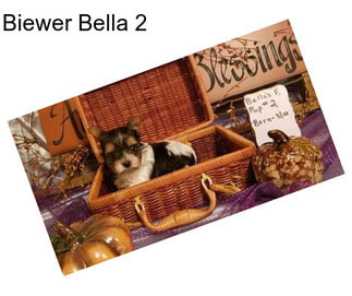 Biewer Bella 2