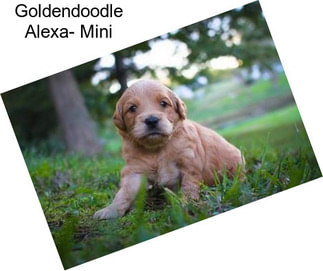 Goldendoodle Alexa- Mini