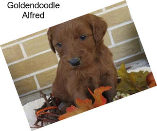 Goldendoodle Alfred
