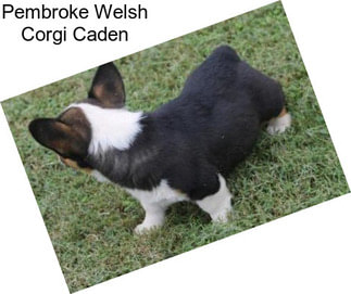 Pembroke Welsh Corgi Caden