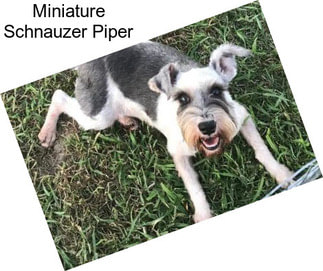 Miniature Schnauzer Piper