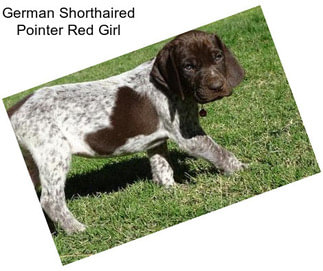 German Shorthaired Pointer Red Girl