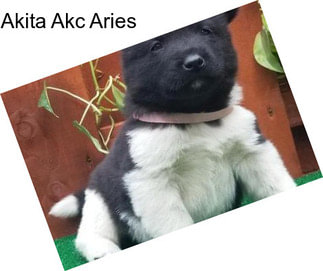 Akita Akc Aries