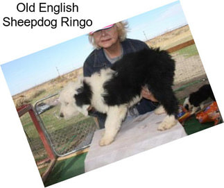 Old English Sheepdog Ringo