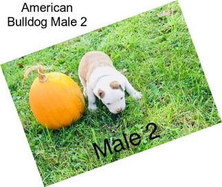 American Bulldog Male 2