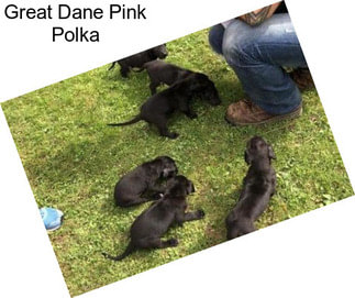 Great Dane Pink Polka