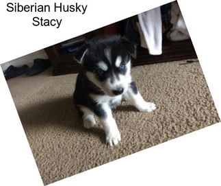Siberian Husky Stacy