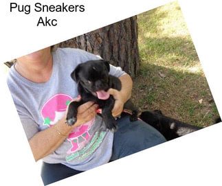 Pug Sneakers Akc
