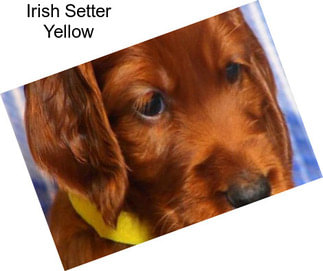 Irish Setter Yellow