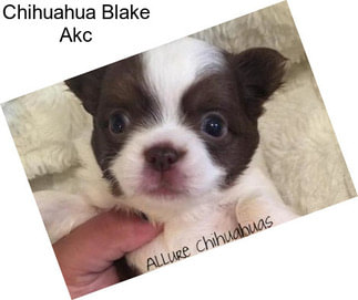 Chihuahua Blake Akc