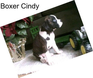 Boxer Cindy