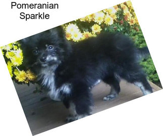 Pomeranian Sparkle