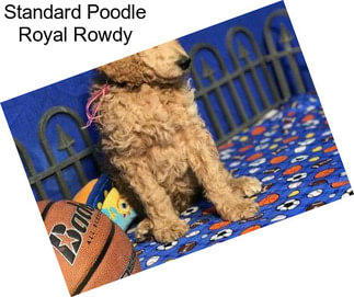 Standard Poodle Royal Rowdy