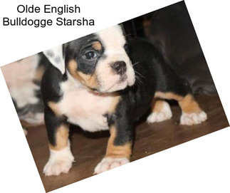 Olde English Bulldogge Starsha