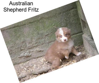 Australian Shepherd Fritz