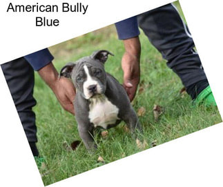 American Bully Blue