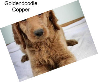 Goldendoodle Copper