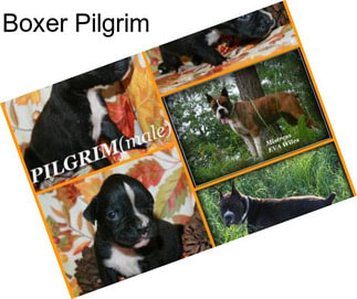 Boxer Pilgrim