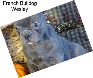 French Bulldog Wesley