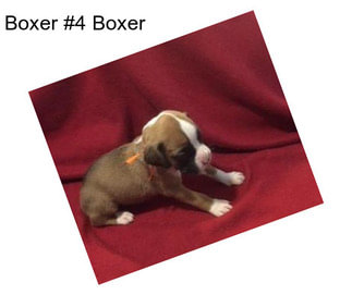 Boxer #4 Boxer
