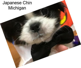 Japanese Chin Michigan