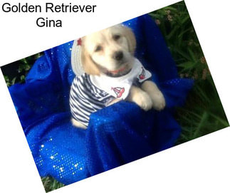 Golden Retriever Gina