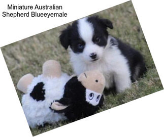 Miniature Australian Shepherd Blueeyemale