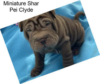 Miniature Shar Pei Clyde