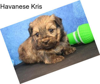 Havanese Kris