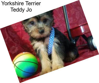 Yorkshire Terrier Teddy Jo