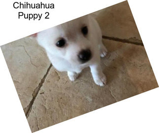Chihuahua Puppy 2