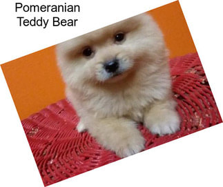 Pomeranian Teddy Bear