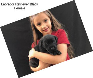 Labrador Retriever Black Female