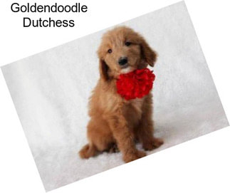 Goldendoodle Dutchess