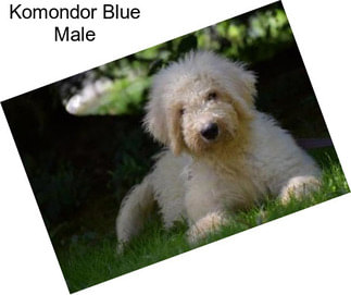 Komondor Blue Male