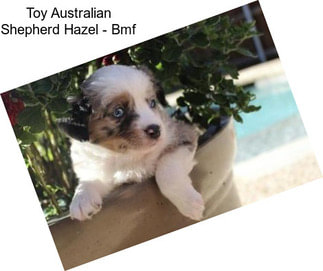 Toy Australian Shepherd Hazel - Bmf