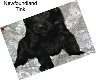 Newfoundland Tink