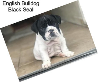 English Bulldog Black Seal