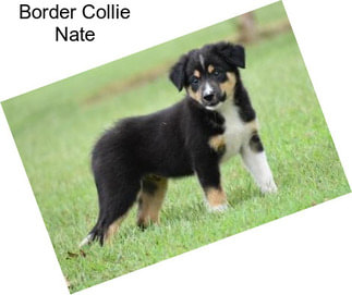 Border Collie Nate