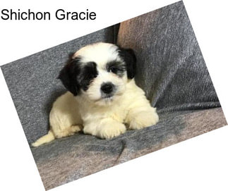 Shichon Gracie