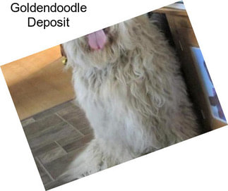 Goldendoodle Deposit