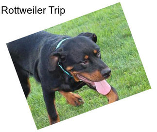 Rottweiler Trip