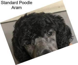 Standard Poodle Aram